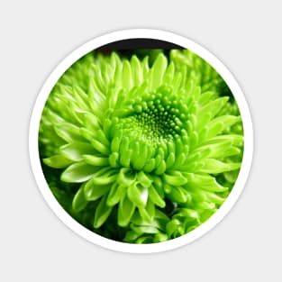 Green Chrysanthemums Magnet